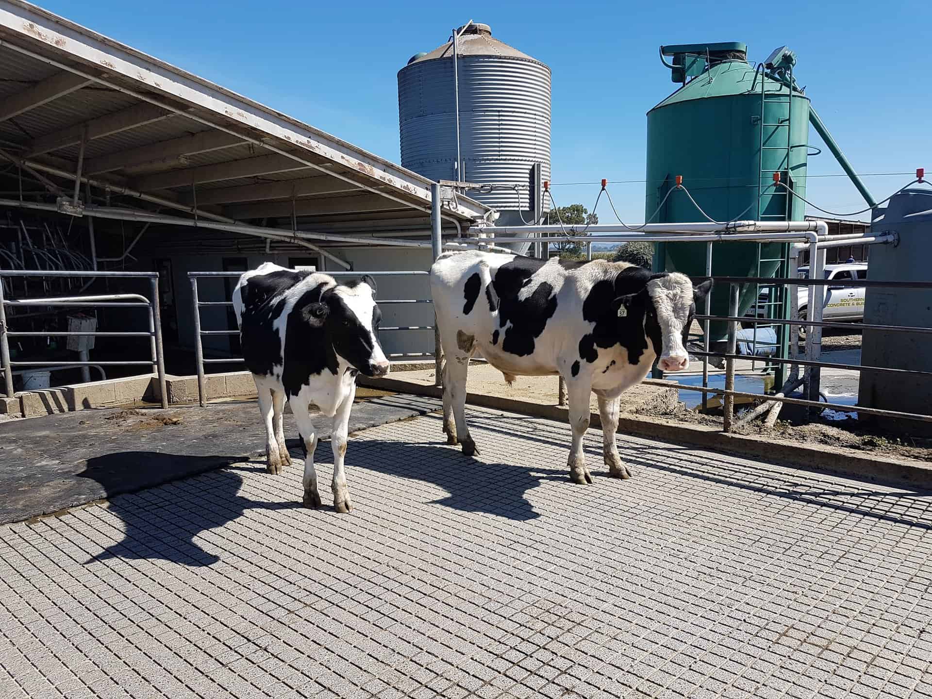 Cow Yard Grooving Concrete Grooving & Repairs