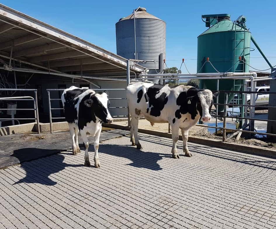 Cows standing on grooved concrete